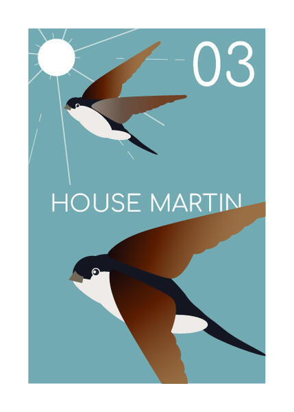 house martin
